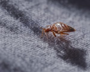 bed bug prevention